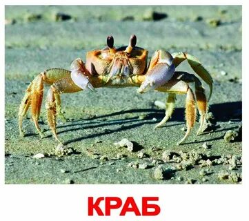 Начинать обитатель