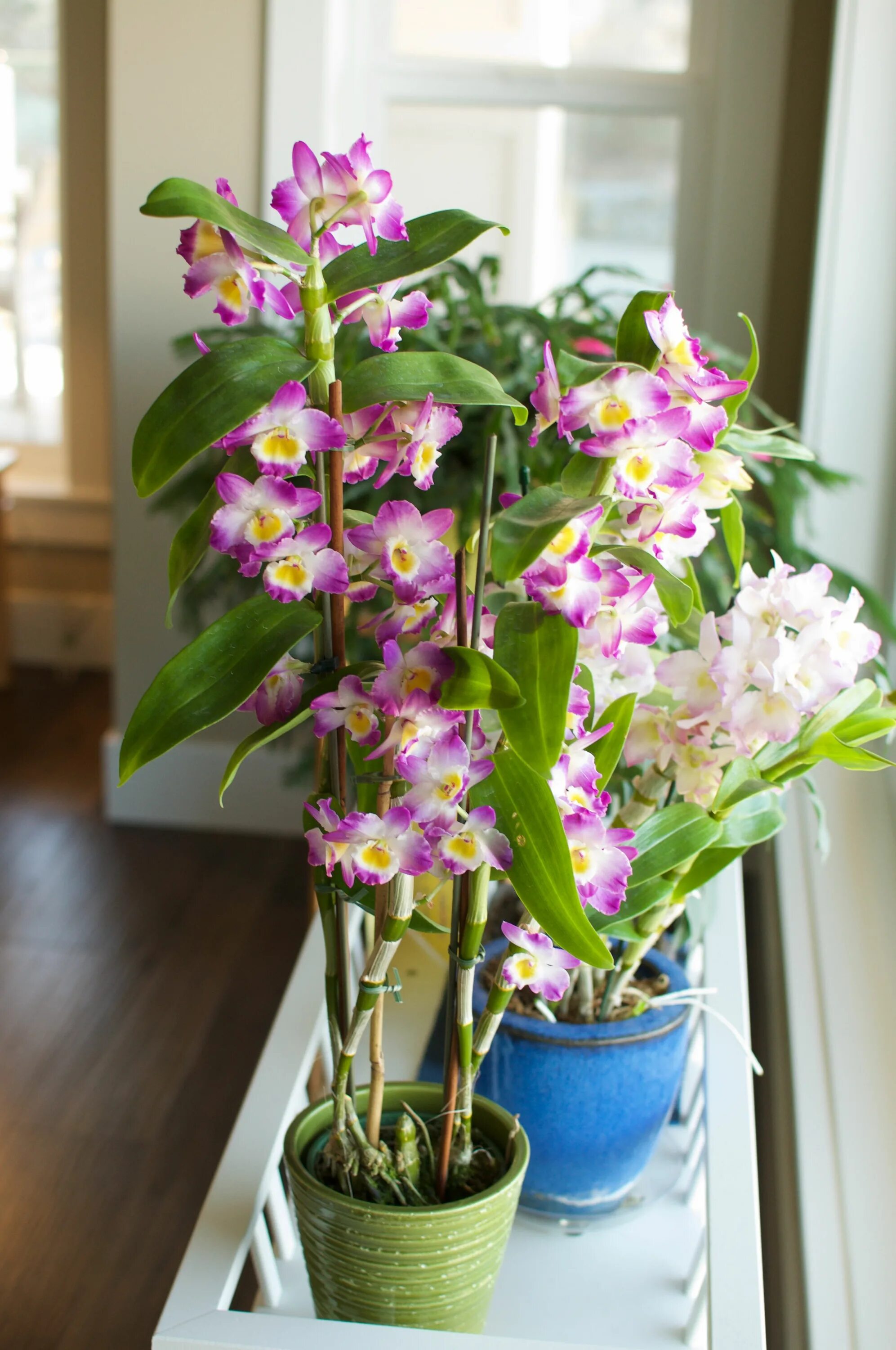 Орхидея дендробиум нобиле. Дендробиум нобиле. Орхидея dendrobium. Орхидея дендробиум как ухаживать. Орхидея дендробиум мобиле.
