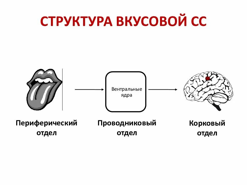 Структура периферического отдела. Вкусовой анализатор периферический отдел проводниковый центральная. строение периферического отдела вкусового анализатора. соматосенсорная система строение. проводниковый и корковый отделы вкусового анализатора..