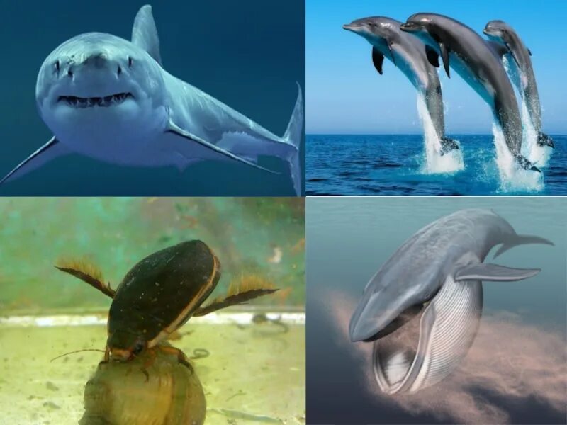 Морские млекопитающие. Примеры животных обитающих в водной среде. Обитатели водной среды обитания. Организмы живущие в водной среде. Организмы водной среды.