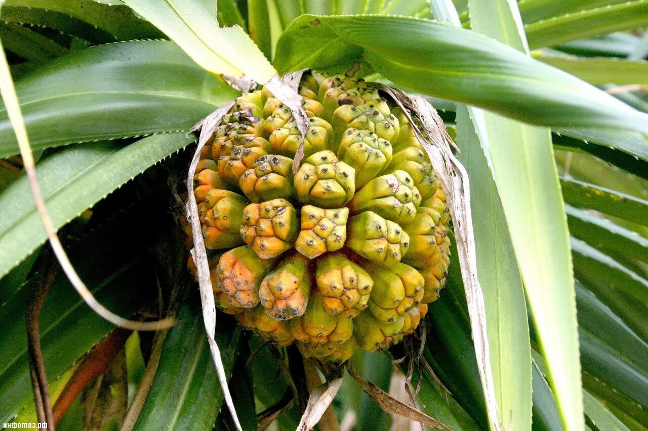 ананасовая пальма панданус. пандан ароматнейший цветок. панданус вейча цветок. пальма винтовая панданус вейча. пандан растение.