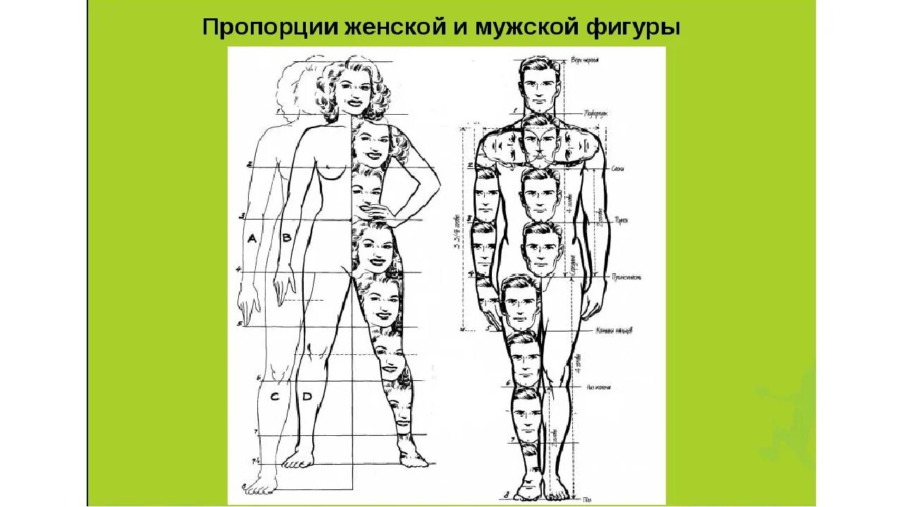 8 частей человека. Греческий канон изображения человека. Пропорции тела человека. Пропорции мужской и женской фигуры. Рисунок человека по пропорциям.