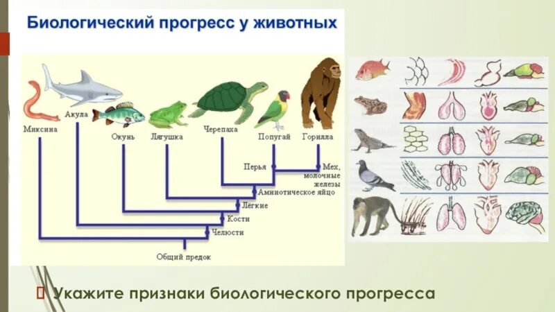 Биологические Прогресс и регресс в эволюции животных. Биологический Прогресс примеры. Примеры биологическоготпрогресса. Биологический регресс примеры. Прогресс цветков