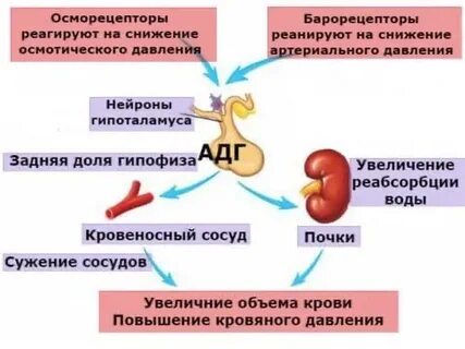 Почки вырабатывают гормон