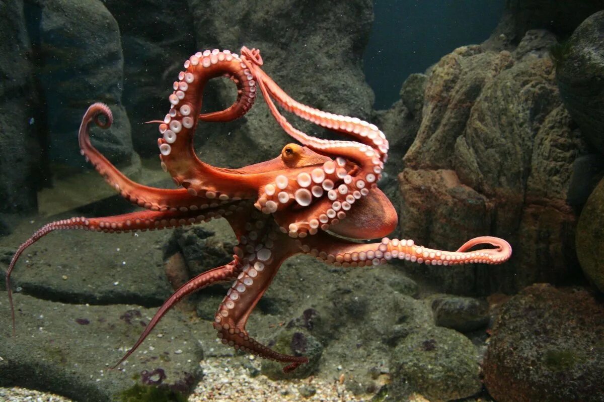 Что такое осьминог. Головоногие моллюски осьминог. Синекольчатый осьминог. Карибский рифовый осьминог. Тихоокеанский осьминог.