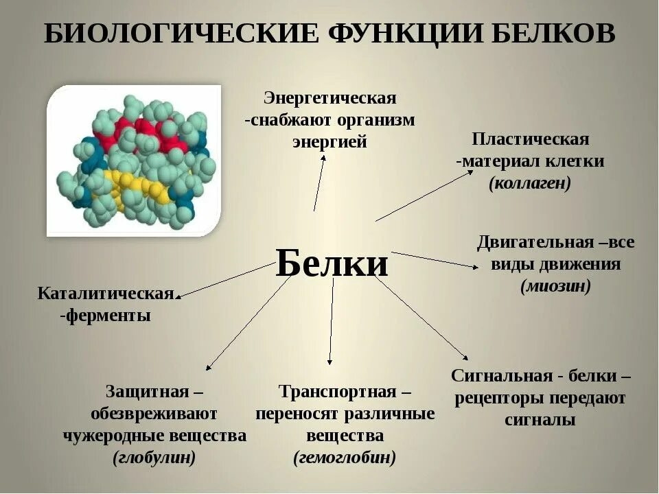 Биополимерами среди перечисленных веществ являются