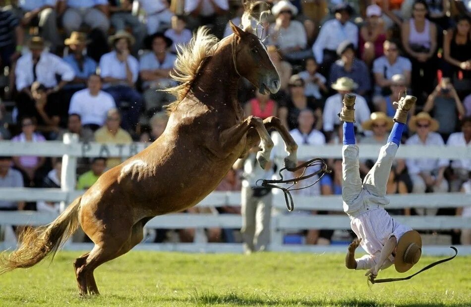 Blocking the horse. Лошадь на дыбах. Лошадь на скачках. Дикая необъезженная лошадь. Лошадь лягается.