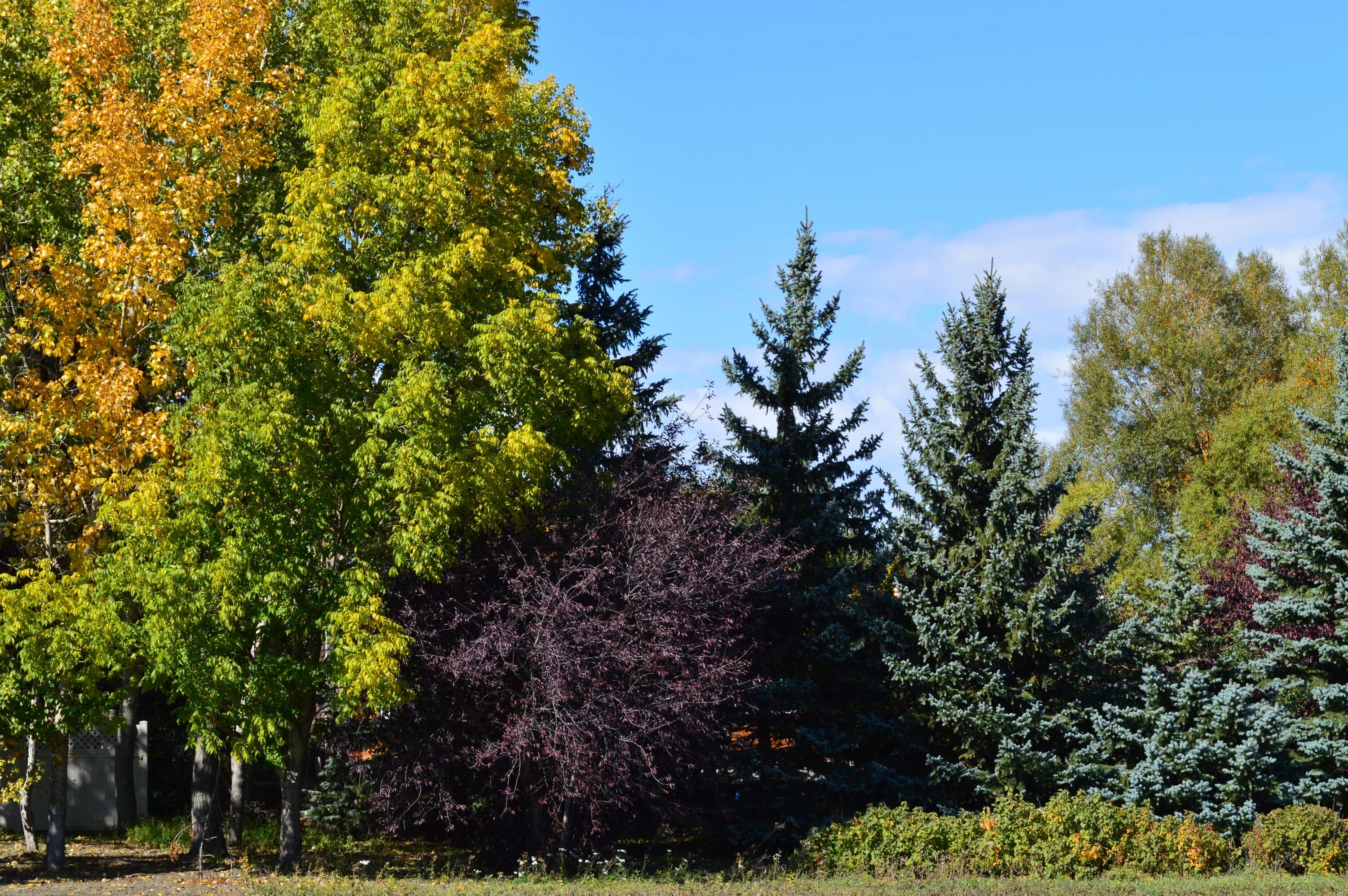 Широколиственный лес осенью россия. Растения смешанного леса. Хвойно широколиственные листопадные леса. Растения смешанных и широколиственных лесов. Лиственные леса россии деревья и растения.