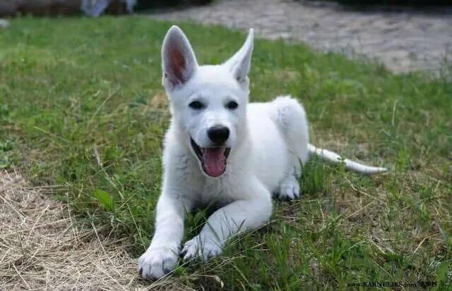 белая швейцарская овчарка. бшо овчарка. швейцарская овчарка авито. бшо белая швейцарская овчарка. подстриженная швейцарская овчарка.