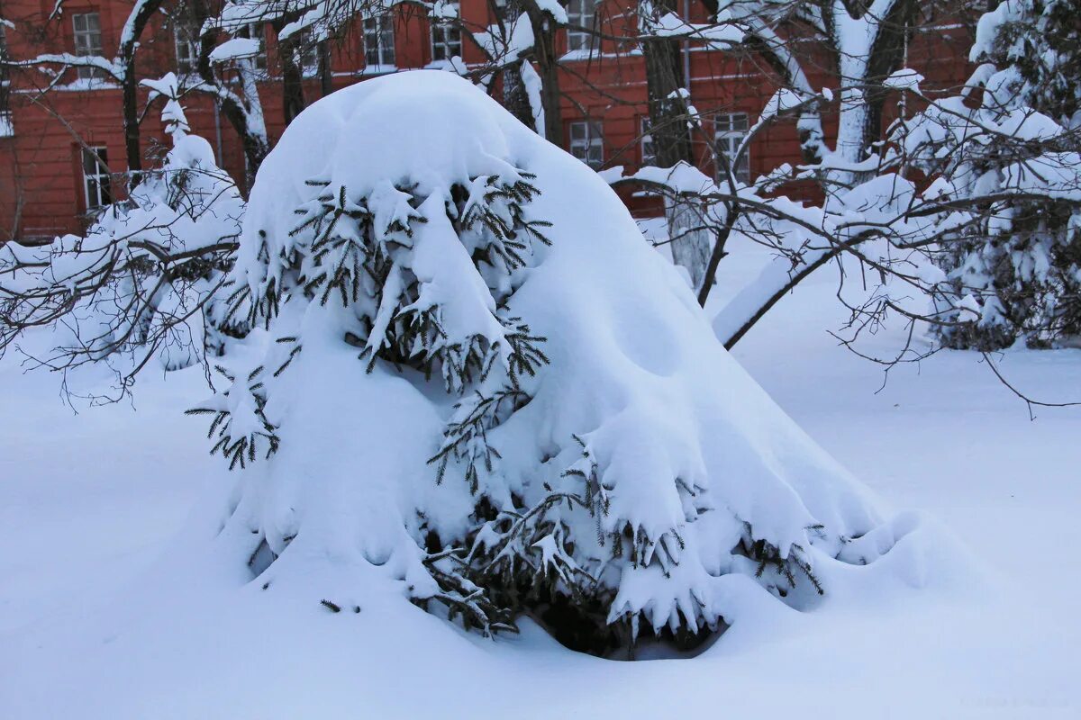 под тяжестью снега. под тяжестью снега. под тяжестью снега. березки склонились под снегом. снег защищает растения от мороза.