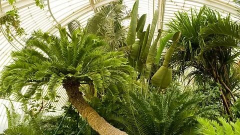 Extra plant