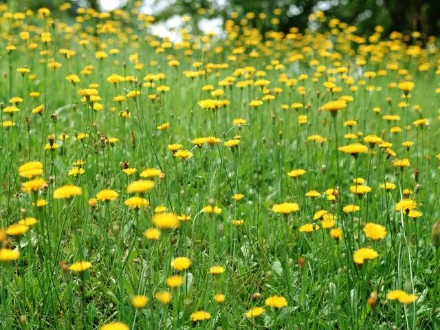 Цветки одуванчика утром раскрываются а вечером. Растения луга нижегородской области. Одуванчики – природные барометры. Одуванчики hd. Одуванчик почему раскрывается утром и закрывается вечером.