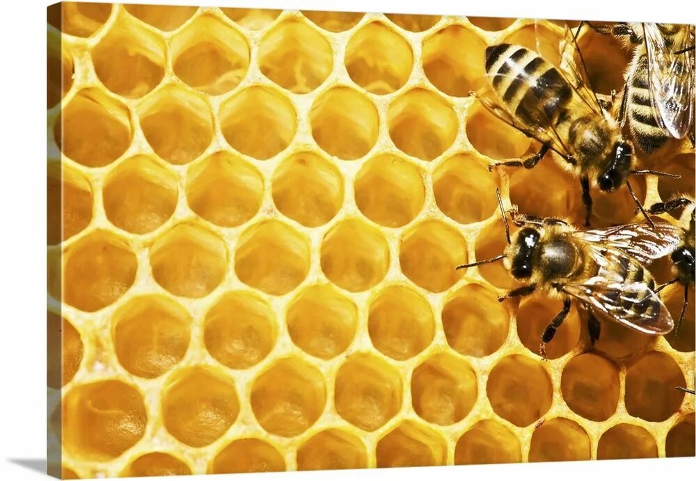 Big honey. Соты пчелиные. Пчела на сотах. Коврик для дома в виде пчелиных сот. 1000 Ульев.