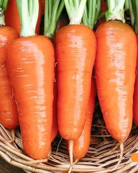 Какая морковь сладкая. Морковь Купчиха. Сорта морковки. Лучшие сорта моркови. Морковь Урожайная.