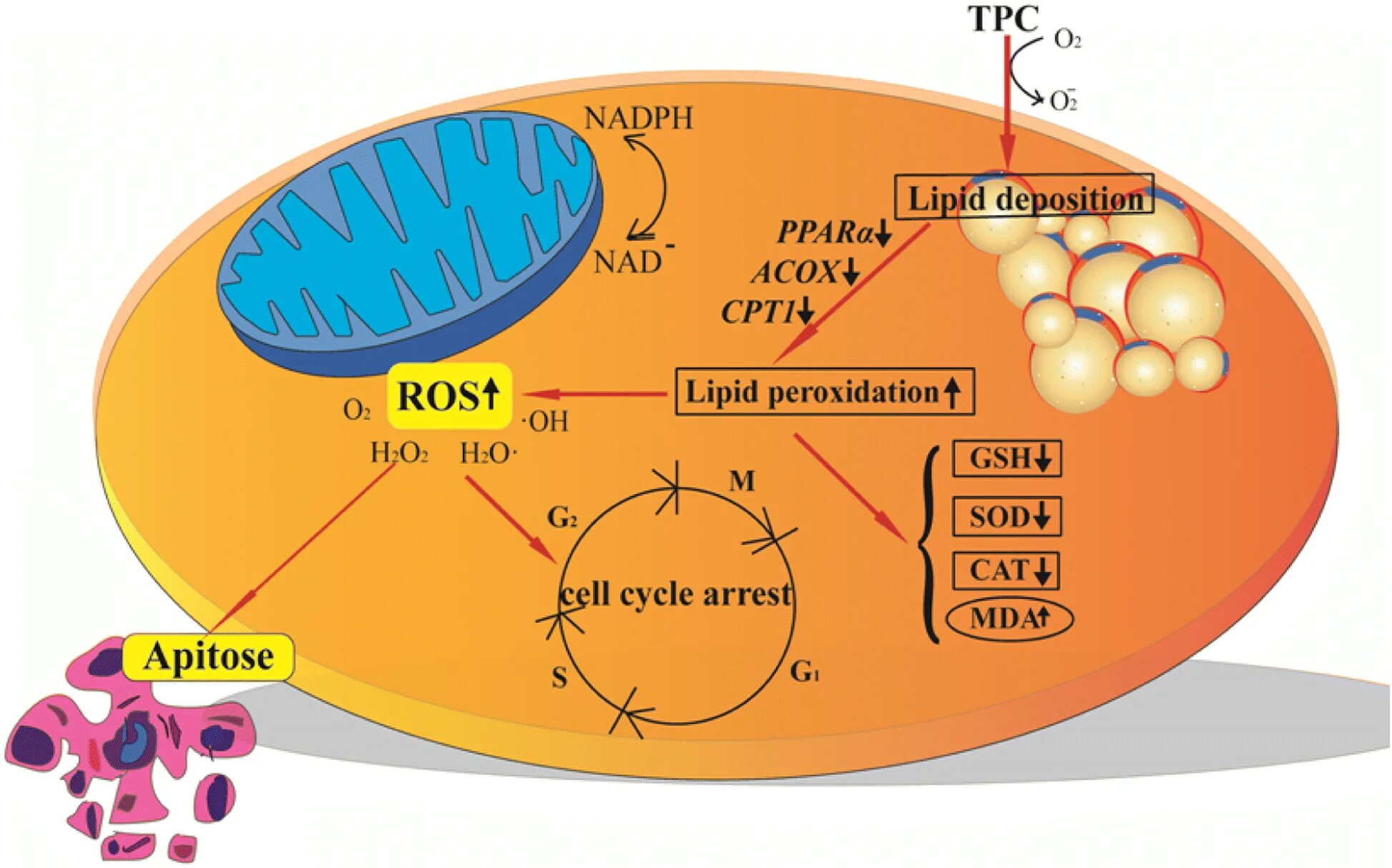 Липаза липиды. Липопротеинлипаза. Активирует липопротеинлипазу. Lipid metabolism Biochemistry. Гормон активатор липопротеинлипазы.