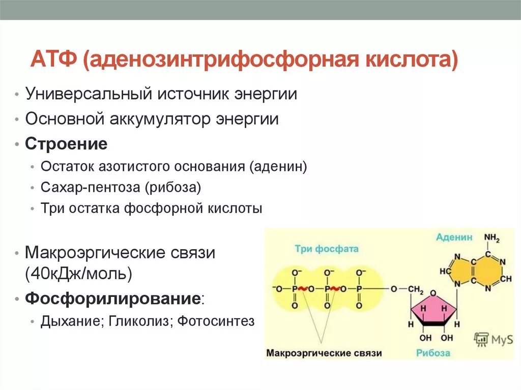 Атф структурная. Химическая структура АТФ. Схема строения АТФ макроэргические связи. Макроэргические связи в молекуле АТФ.