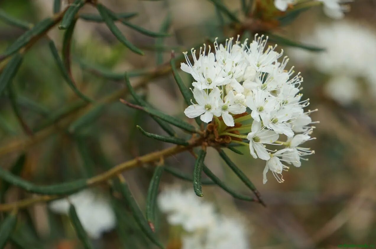 Багульник болотный. Багульник болотный (Ledum palustre). Багульник Ледум. Соцветие багульника. Трава багульника болотного