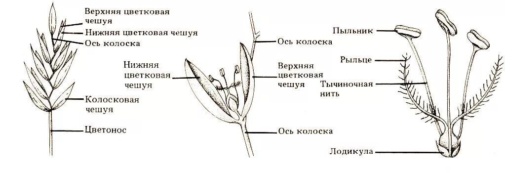 Строение колоска злаковых. Семейство злаковые строение цветка. Строение цветков злаковых. Семейство злаковые схема. Генеративные органы овса