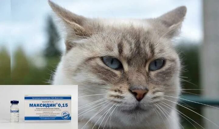 Капли для кошек от чихания. Чем лечить насморк у кота в домашних