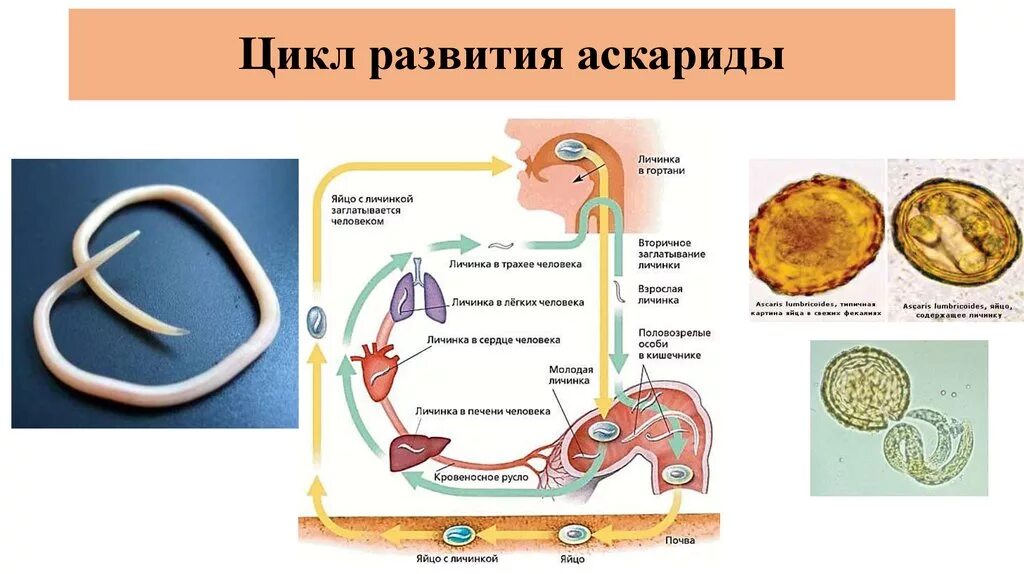 Цикл жизни аскариды человеческой. Жизненные циклы паразитических червей аскарида. Схема развития аскариды 7 класс. Цикл развития аскариды схема.