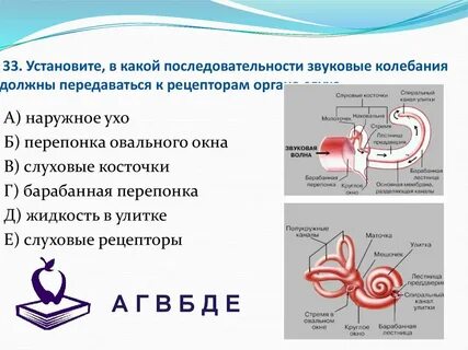 Последовательность звуковых колебаний к рецепторам органа