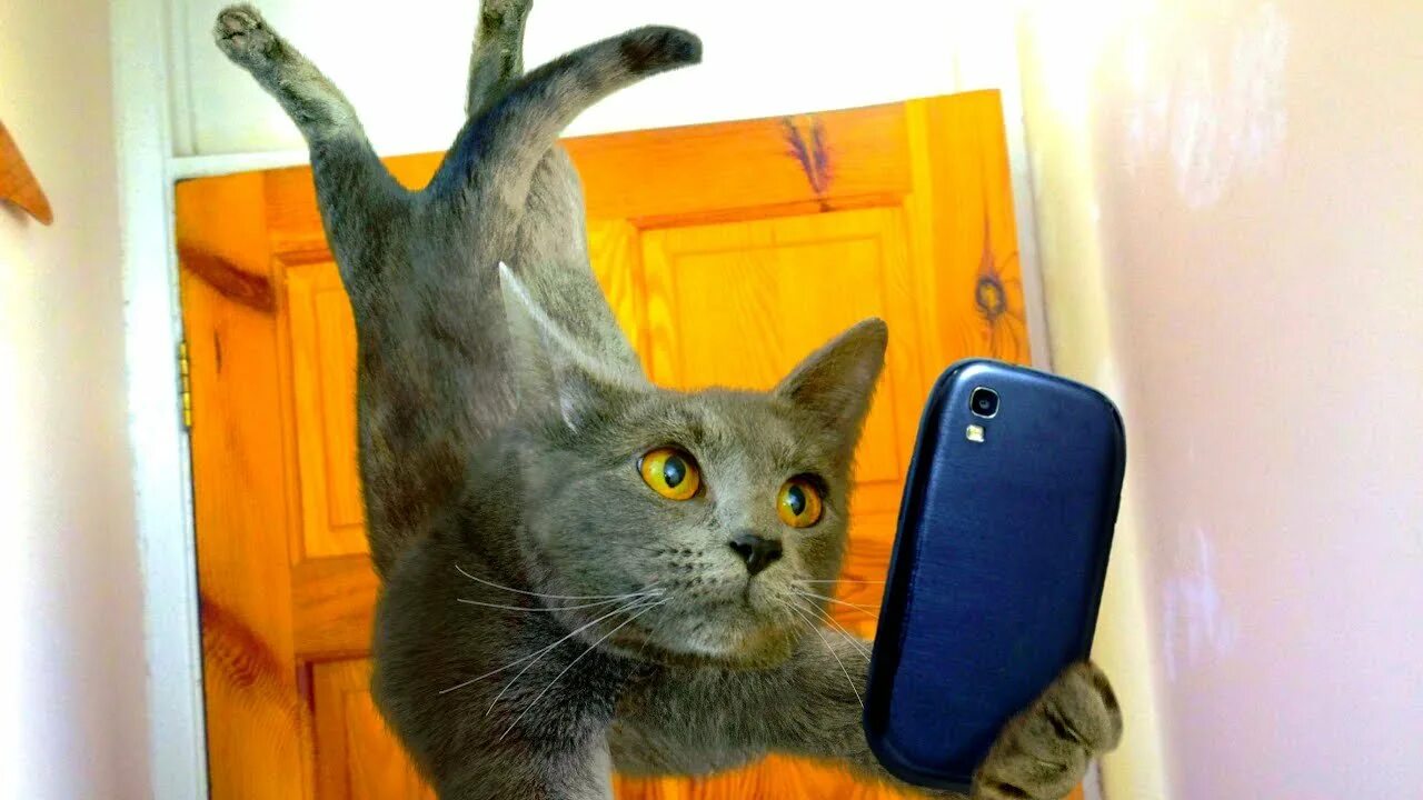 Включи самый лучший кот. Кот прикол. очень смешной кот. кот селфи. прикольные коты селфи.