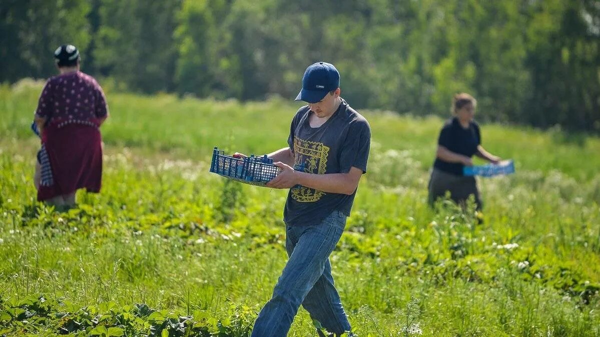 Хохлов трудовое. Мигранты на полях. Украинские гастарбайтеры в поле. Украинцы на полях Польши. Гастарбайтеры на полях.