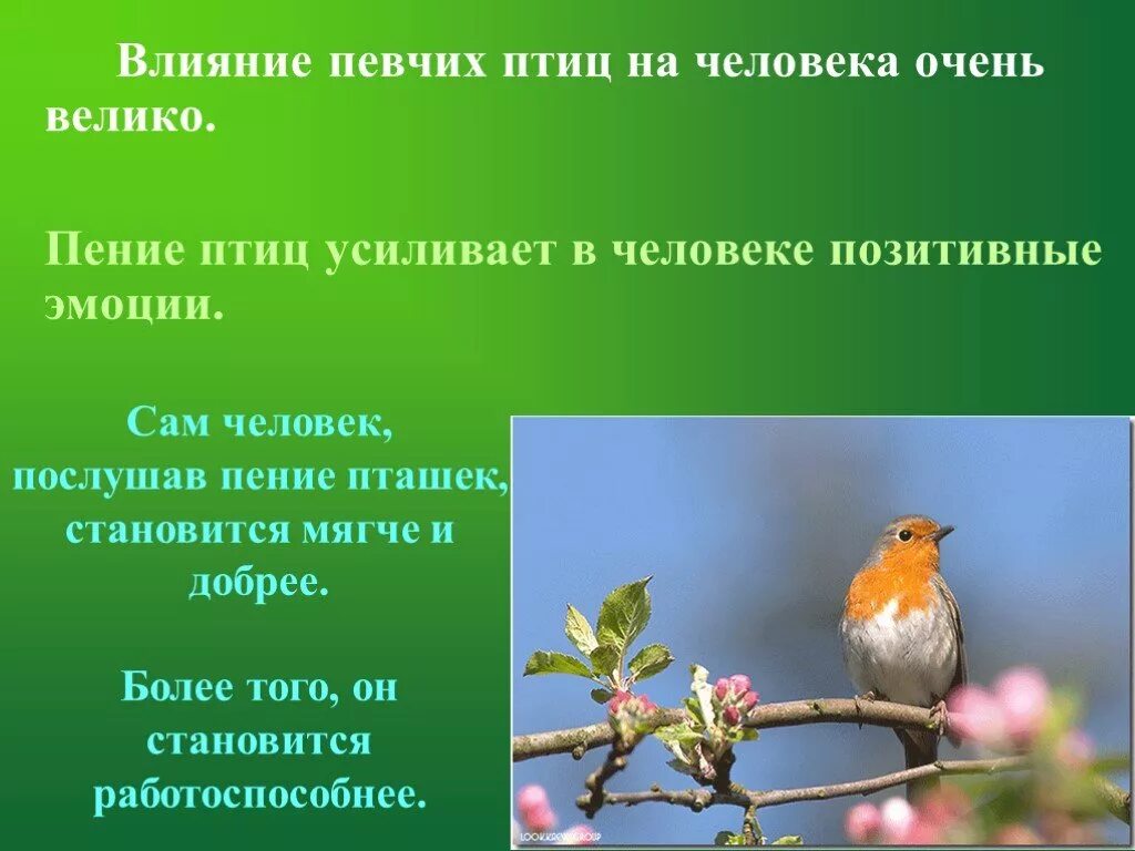 Почему птицы поют весной. Про птичек высказывания. Афоризмы про птиц. Почему птицы поют. Цитаты про птиц.