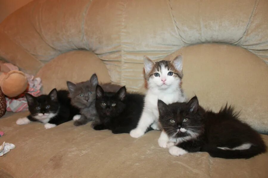 авито отдам котенка в хорошие.