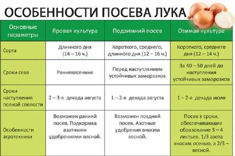 Можно ли после подкормки. Лук репчатый схема посадки.