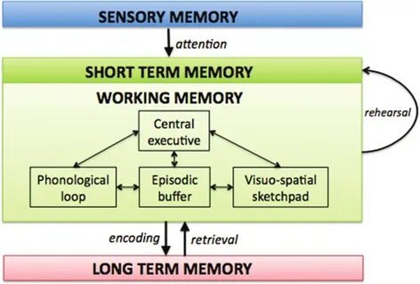 Working memory