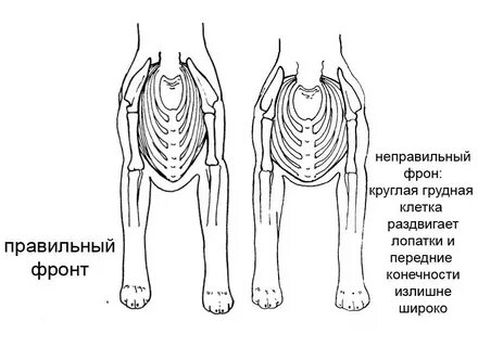 Грудная клетка собаки