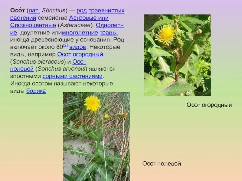 Осот значение в природе и жизни человека. Осот соцветие. Осот огородный польза. Осот полевой сорняк. Осот полевой семена.