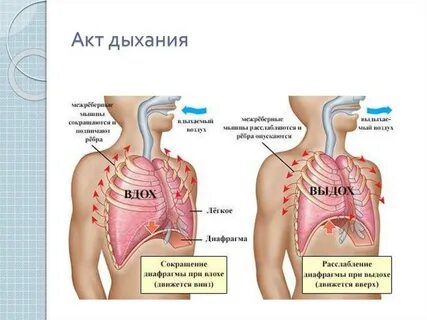 Общее дыхание это