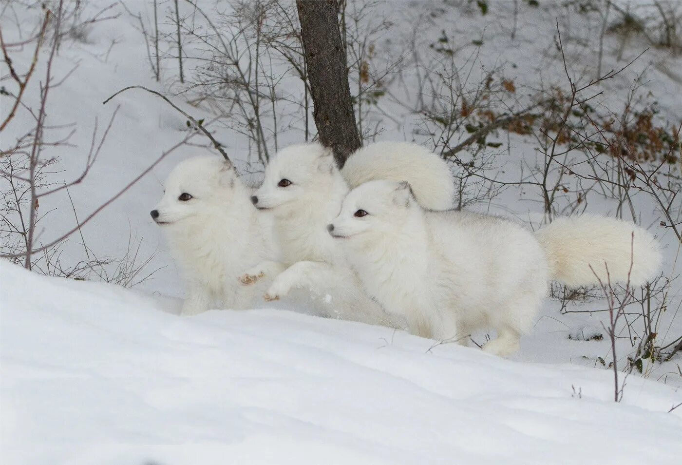 Песец норка. Песец белый. Песец бурый. Песец (arctic fox). Полярный песец арктики.