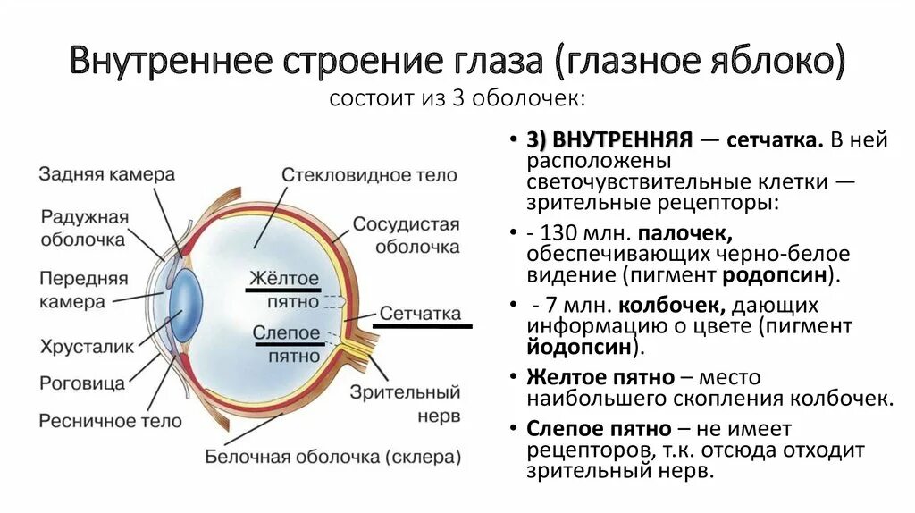 Изучить строение глазного яблока. Зрительный анализатор глазное яблоко. Зрительный анализатор строение ЕГЭ. Зрительный анализатор строение глаза. Орган зрения глазное яблоко и вспомогательный аппарат.