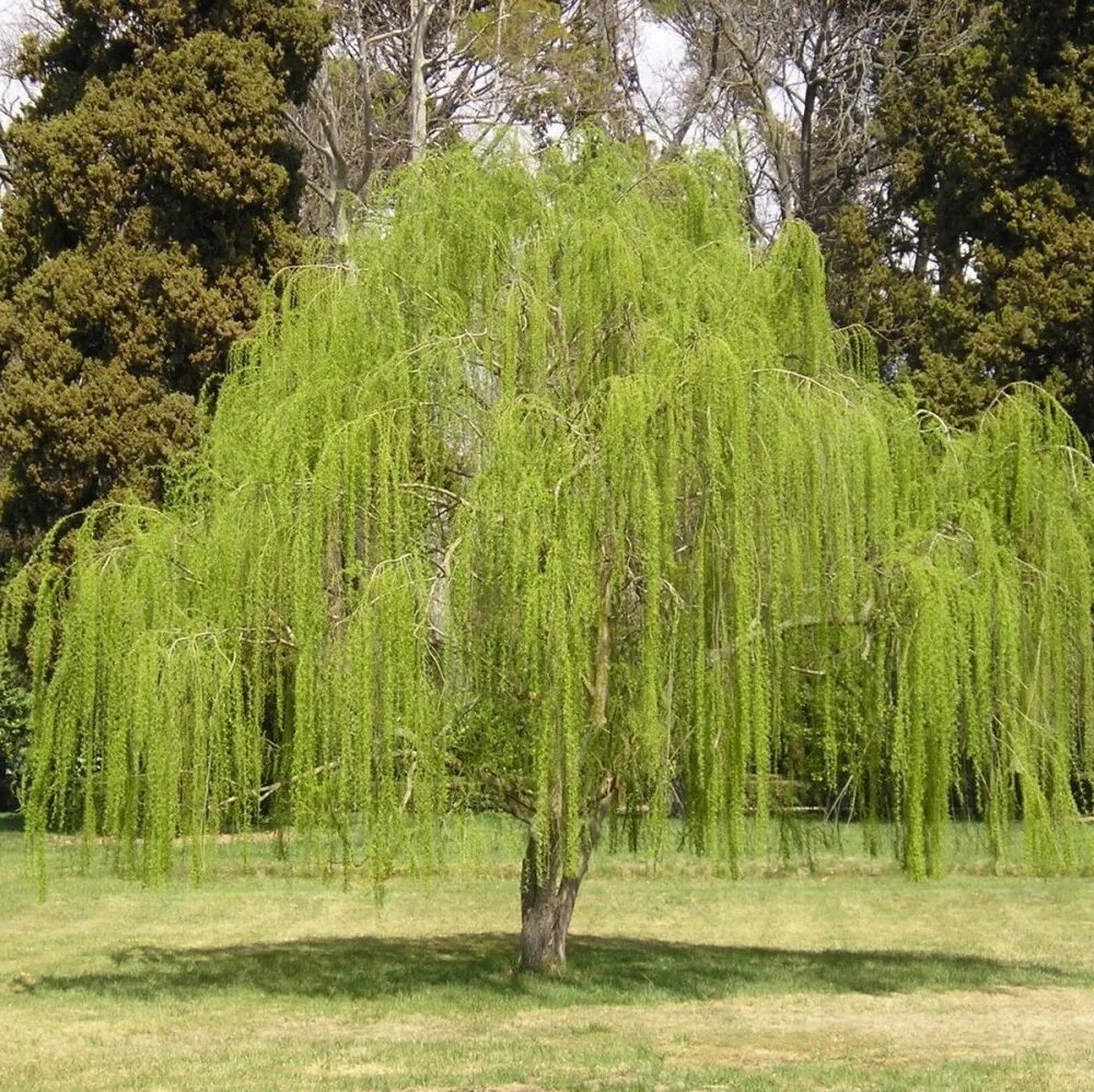 Ива золотистая. Ива белая плакучая Тристис. Ива белая tristis. Salix Alba 'tristis'. Ива Свердловская плакучая.