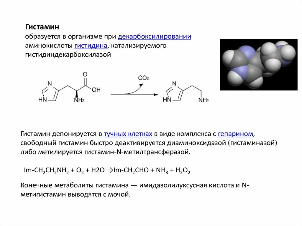 Механизм образования гистамина. Декарбоксилирование аминокислоты ггистидина. Синтез гистамина схема. Основные функции гистамина. В результате которого появляется новая