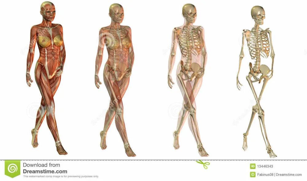 Тело насколько. Скелет человека анатомия Майерс. Анатомия женского тела.