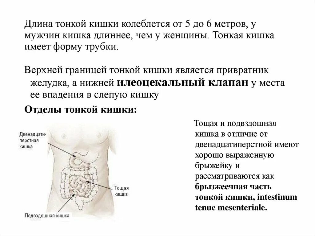 Общая длина тонкого кишечника. Дл на тгкого кишечника. Доинна тонкого кишечник.