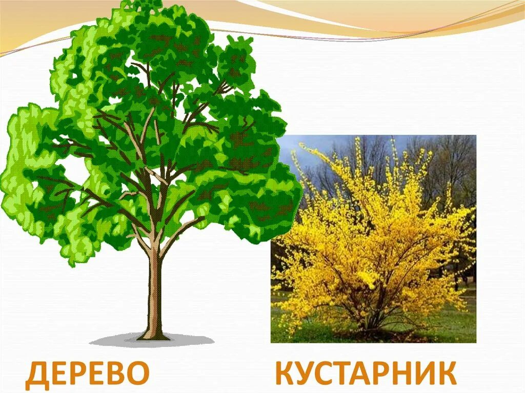 Дерево куст 5 букв. Дерево для детей. деревья и кустарники для детей. дерево высокое а куст низкий. изображение дерева и кустарника для детей.