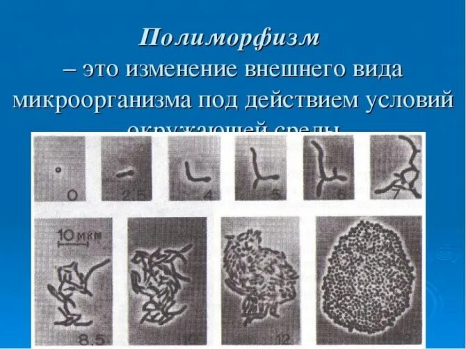 Мелкая и полиморфная палочка. Грамм положительные палочки морфология. Полиморфная палочка. Палочка дедерлейна морфология. Полиморфные палочки что это такое.