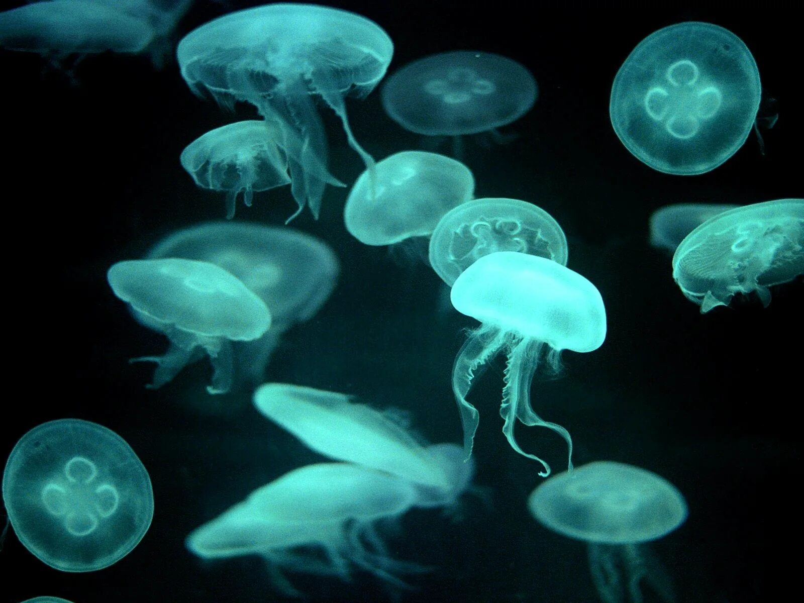 Мельчайшая форма жизнь. Медуза Фантом. Медуза Джеллифиш. Сцифоидные медузы. Phyllorhiza punctata медуза.