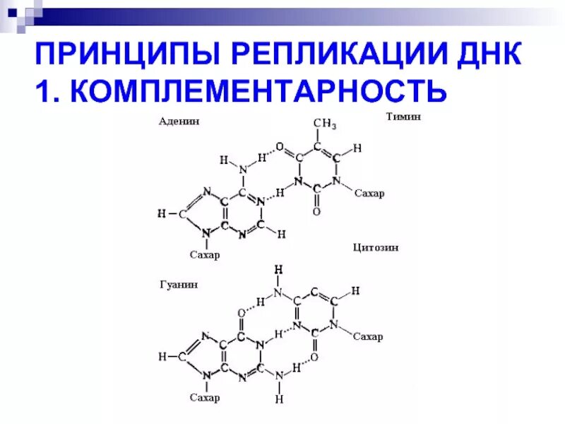 Комплементарность репликации днк. Комплементарность репликации днк