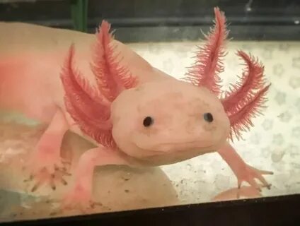 Сколько живут домашние аксолотли