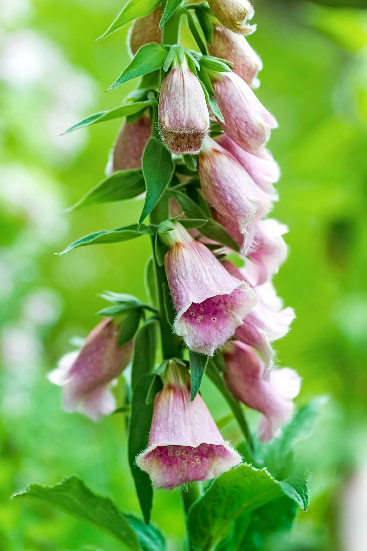 Foxglove. Digitalis наперстянка «mertonensis». Foxglove Bells. Foxglove цветок. Digitalis Obscura 'Sunset' семена.