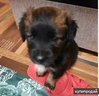 Кутенок в добрые руки