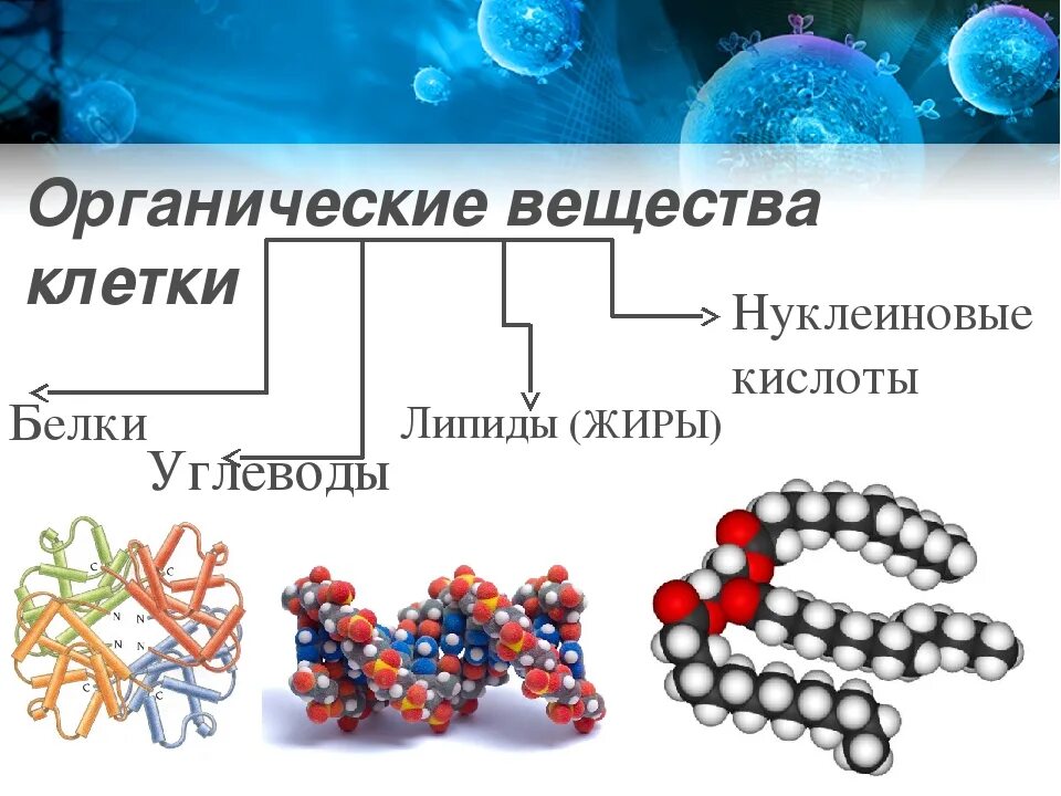 Функции нуклеиновых кислот углеводов. Органические соединения полисахариды жиры белки нуклеиновые. Белки и нуклеиновые кислоты. Органические соединения клетки. Органические вещества клетки.