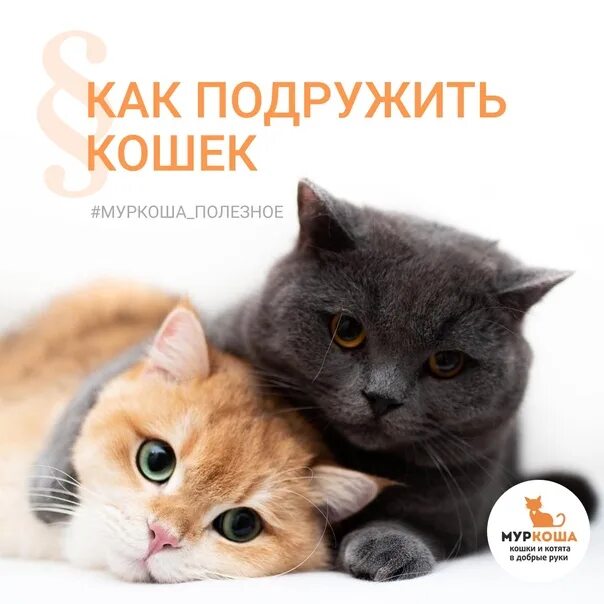 Как подружить котят. Как подружить кошек. как подружить кота и кошку. как подружить двух котят. как подружить кота и котенка девочку.