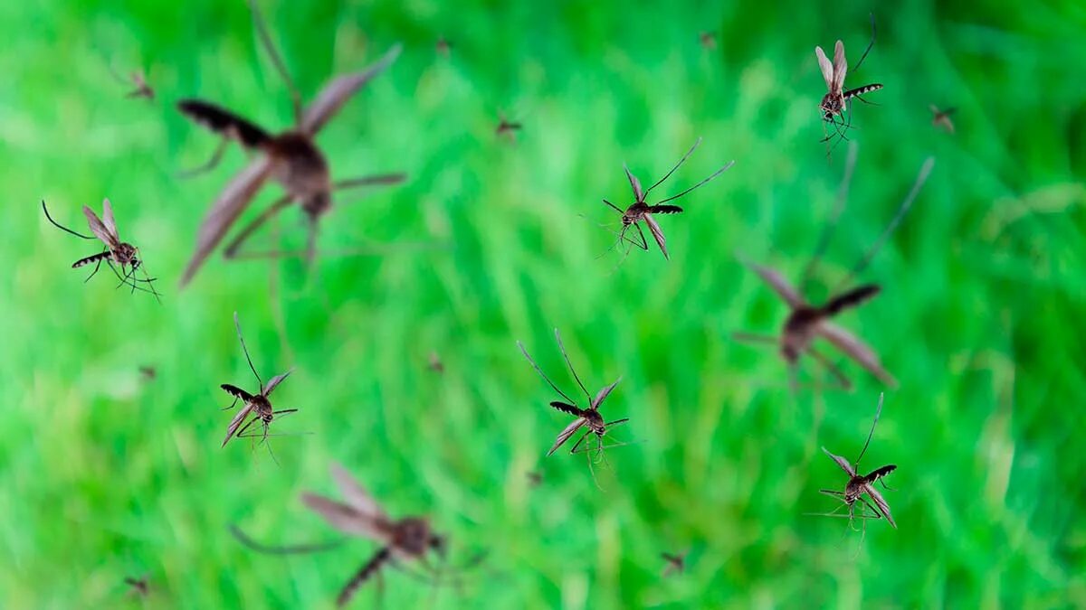 Ловит летающих насекомых. Комариный Рой. Комары на природе. Летающие насекомые. Лесные комары.